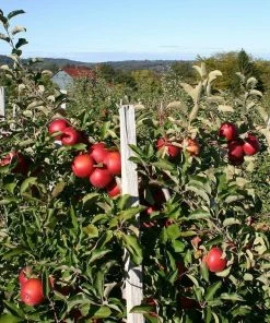 Roots Plants 'Endless Apples' Collection | Scrumptious, Braeburn Hillwell, James Grieve & Red Windsor Fruits 10 Roots Plants 'Endless Apples' Collection | Scrumptious, Braeburn Hillwell, James Grieve & Red Windsor Fruits