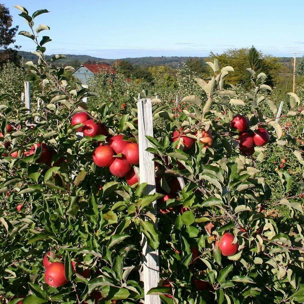 Roots Plants 'Endless Apples' Collection | Scrumptious, Braeburn Hillwell, James Grieve & Red Windsor Fruits 5 Roots Plants 'Endless Apples' Collection | Scrumptious, Braeburn Hillwell, James Grieve & Red Windsor Fruits