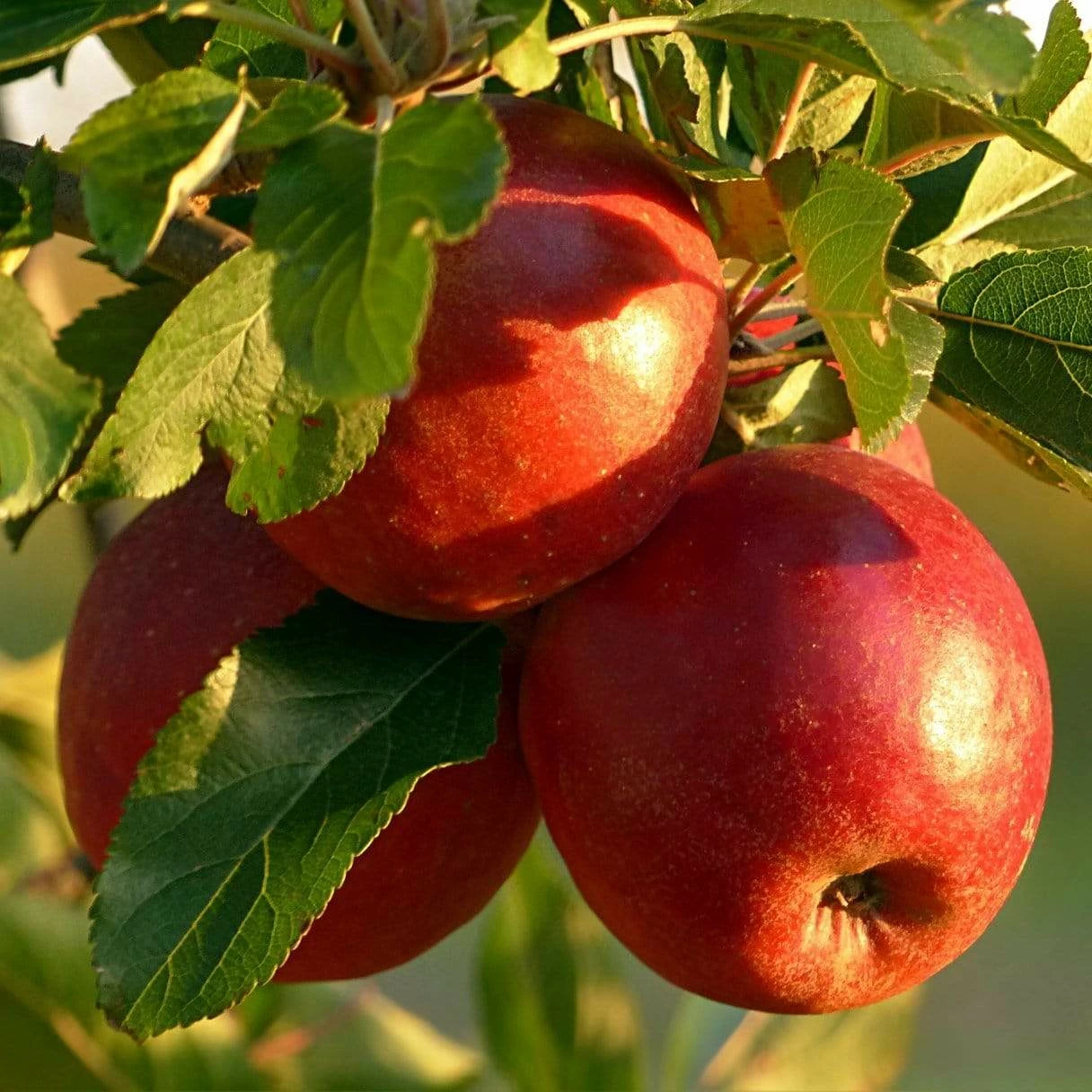 Roots Plants 'Endless Apples' Collection | Scrumptious, Braeburn Hillwell, James Grieve & Red Windsor Fruits 7 Roots Plants 'Endless Apples' Collection | Scrumptious, Braeburn Hillwell, James Grieve & Red Windsor Fruits
