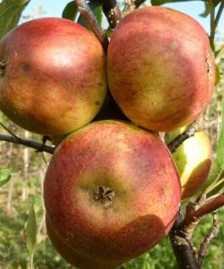Roots Plants Laxton's Superb Apple Tree