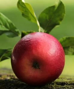 Roots Plants Fiesta Apple Tree