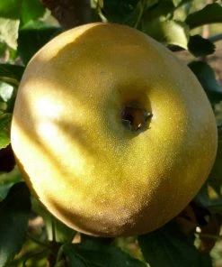 Roots Plants Egremont Russet Apple Tree Dwarfing Rootstock