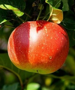 Roots Plants Fruits Cross-pollinating Apple Collection | Bramley, Gala & Discovery