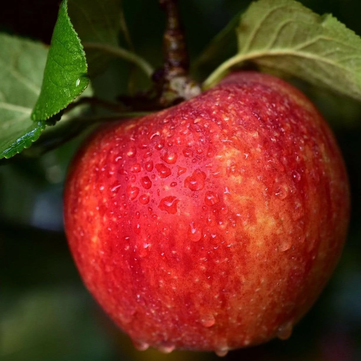 Roots Plants Fruits Braeburn Hillwell Apple Tree 3 Roots Plants Fruits Braeburn Hillwell Apple Tree