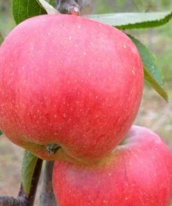 Roots Plants 'Endless Apples' Collection | Scrumptious, Braeburn Hillwell, James Grieve & Red Windsor Fruits 13 Roots Plants 'Endless Apples' Collection | Scrumptious, Braeburn Hillwell, James Grieve & Red Windsor Fruits