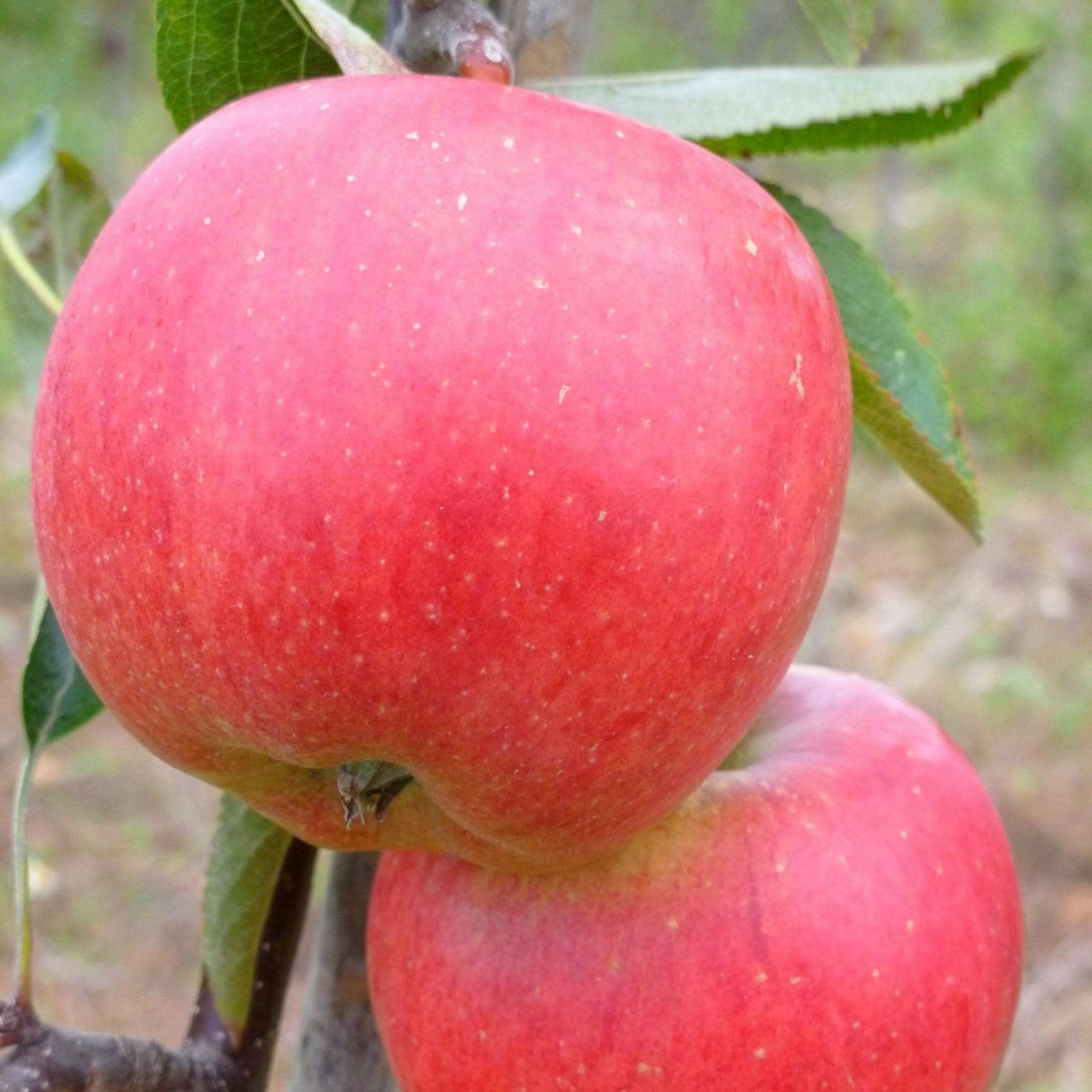 Roots Plants 'Endless Apples' Collection | Scrumptious, Braeburn Hillwell, James Grieve & Red Windsor Fruits 8 Roots Plants 'Endless Apples' Collection | Scrumptious, Braeburn Hillwell, James Grieve & Red Windsor Fruits