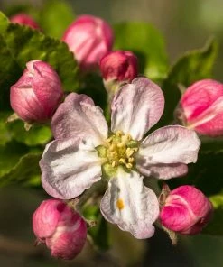 Roots Plants Fruits Braeburn Hillwell Apple Tree 9 Roots Plants Fruits Braeburn Hillwell Apple Tree