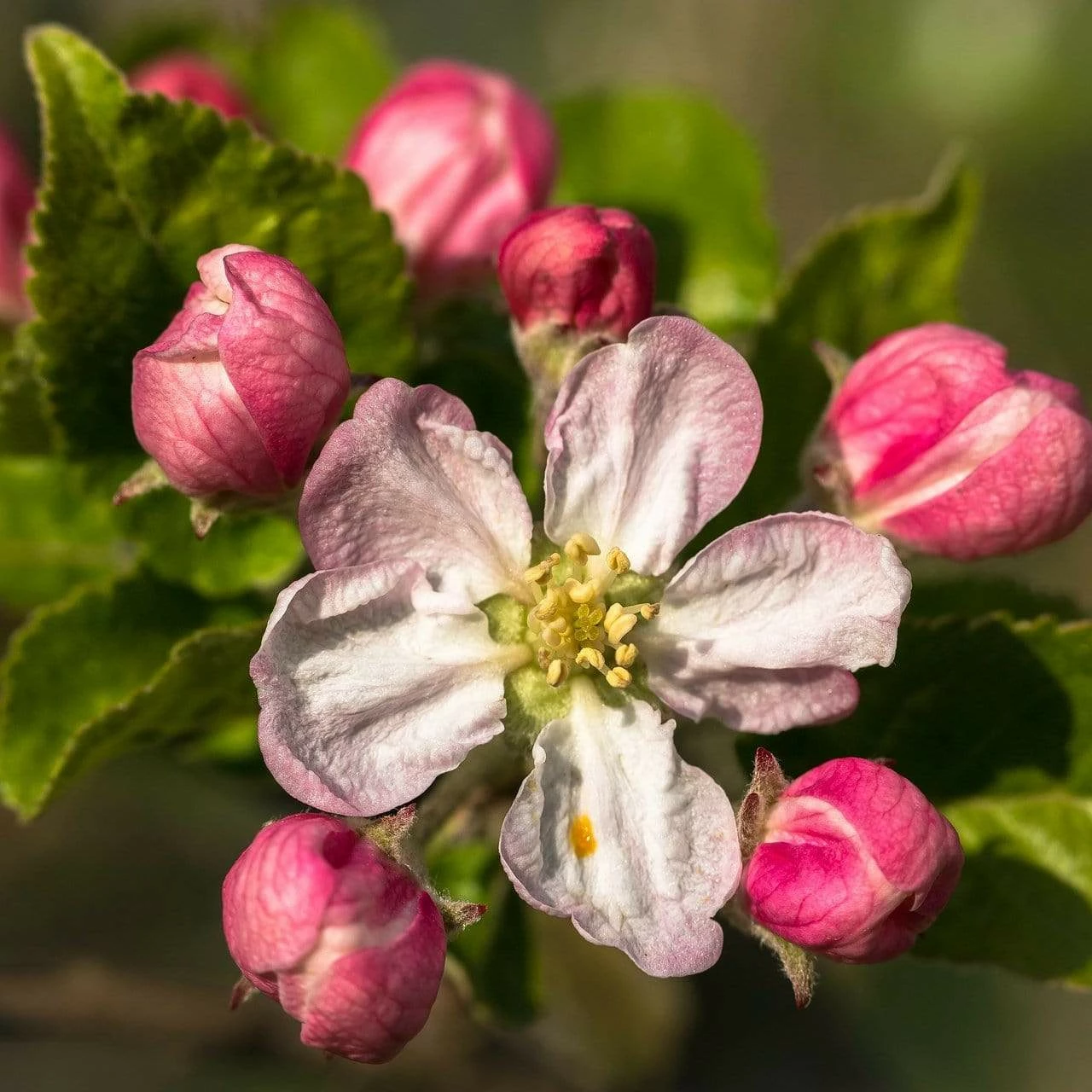 Roots Plants Fruits Braeburn Hillwell Apple Tree 5 Roots Plants Fruits Braeburn Hillwell Apple Tree