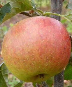Roots Plants Blenheim Orange Apple Tree
