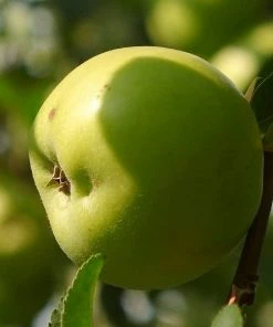 Roots Plants Fruits Cross-pollinating Apple Collection | Bramley, Gala & Discovery