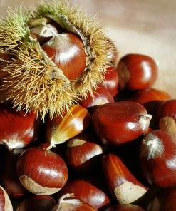 Roots Plants Trees & Shrubs Sweet Chestnut Tree | 3L Pot