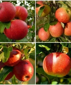Roots Plants 'Endless Apples' Collection | Scrumptious, Braeburn Hillwell, James Grieve & Red Windsor Fruits