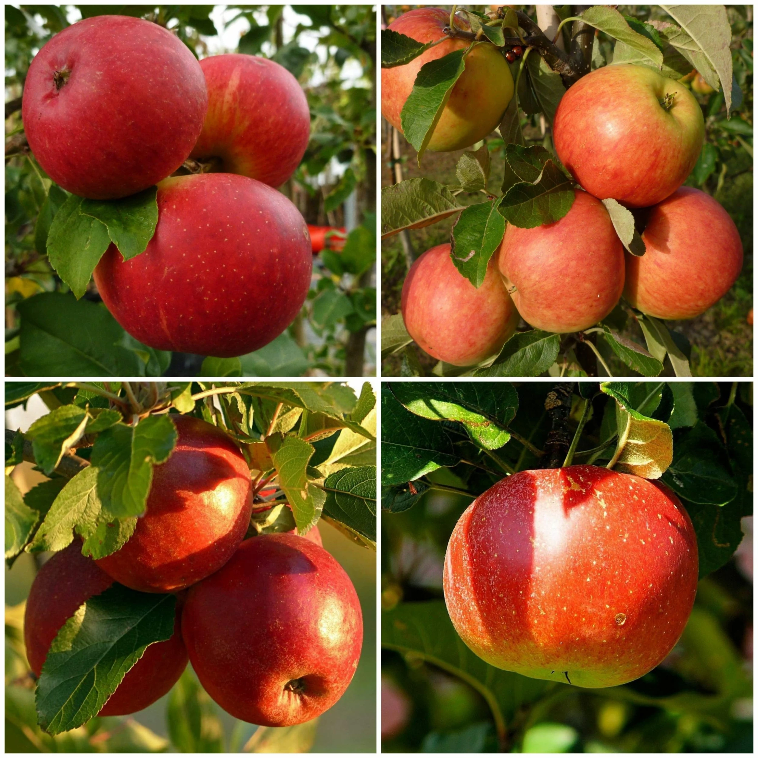 Roots Plants 'Endless Apples' Collection | Scrumptious, Braeburn Hillwell, James Grieve & Red Windsor Fruits 3 Roots Plants 'Endless Apples' Collection | Scrumptious, Braeburn Hillwell, James Grieve & Red Windsor Fruits