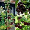 Roots Plants Fruits Cross-pollinating Cherry Collection | Kordia, Merchant & Regina