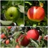 Roots Plants Fruits Cross-pollinating Apple Collection | Bramley, Gala & Discovery 2 Roots Plants Fruits Cross-pollinating Apple Collection | Bramley, Gala & Discovery