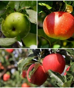 Roots Plants Fruits Cross-pollinating Apple Collection | Bramley, Gala & Discovery