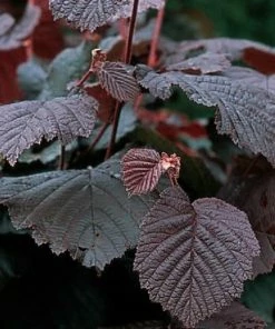 Roots Plants Trees & Shrubs Purple Filbert' Hazel Tree