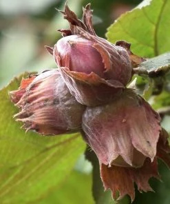 Roots Plants Trees & Shrubs Purple Filbert' Hazel Tree 7 Roots Plants Trees & Shrubs Purple Filbert' Hazel Tree