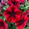Roots Plants 20cm Petunia Sweetunia 'Fiona Flash' | 1L Pot Petunias