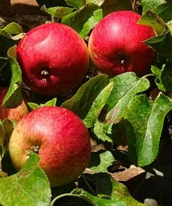 Roots Plants Fortune' Apple Tree Fruits
