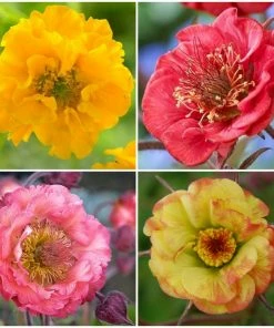 Roots Plants Perennials Geum Collection | 6 X 10.5cm Pots