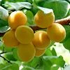 Roots Plants Golden Glow Apricot Tree Fruits