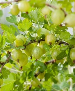 Roots Plants Complete Gooseberry Collection | Red, White & Green