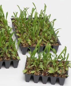 Roots Plants 40 Gazania 'Sunburst' Collection Plug Plants 9 Roots Plants 40 Gazania 'Sunburst' Collection Plug Plants