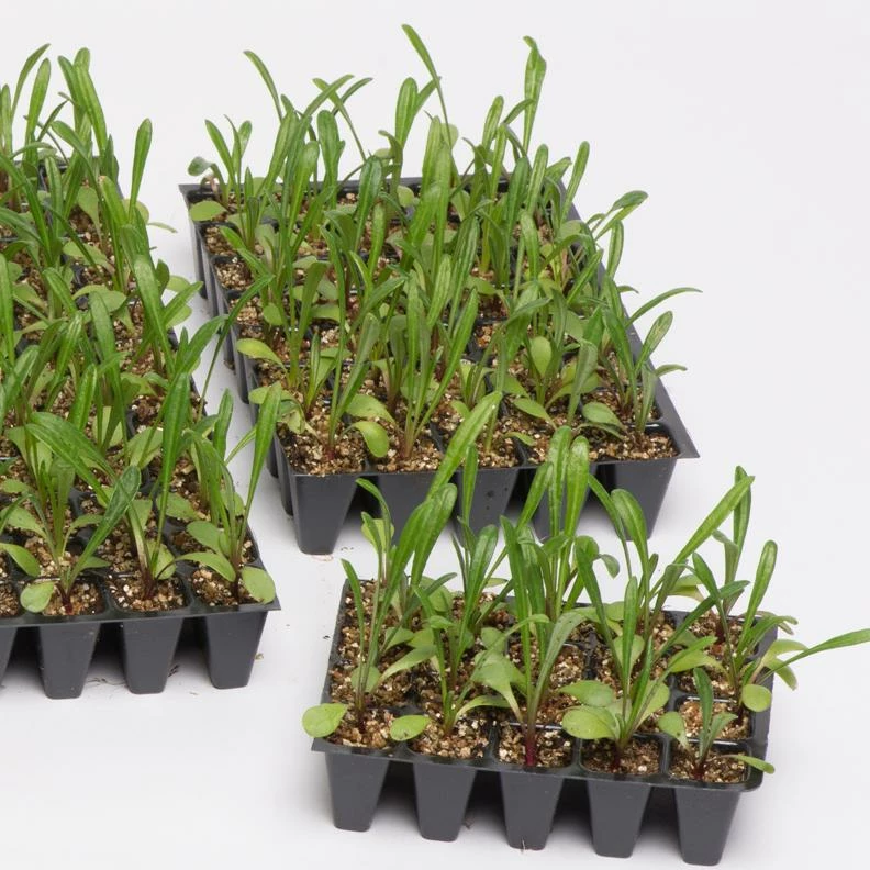 Roots Plants 40 Gazania 'Sunburst' Collection Plug Plants 6 Roots Plants 40 Gazania 'Sunburst' Collection Plug Plants