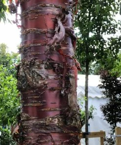 Roots Plants Single Stem Tibetan Cherry Tree | Prunus Serrula