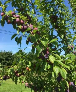 Roots Plants Fruits Victoria Plum Tree 13 Roots Plants Fruits Victoria Plum Tree