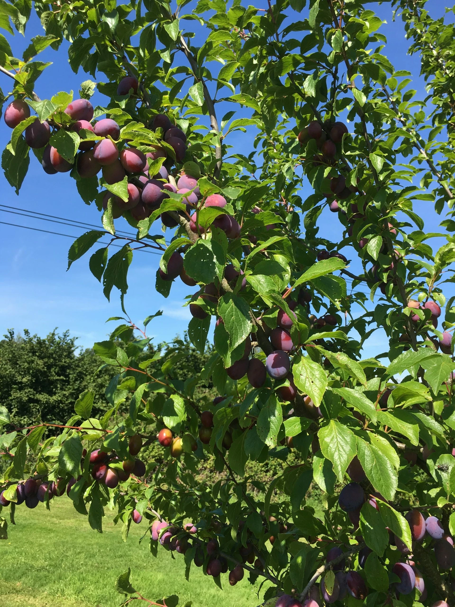 Roots Plants Fruits Victoria Plum Tree 5 Roots Plants Fruits Victoria Plum Tree