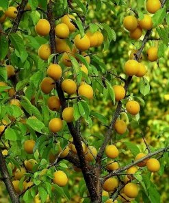 Roots Plants Imperial Gage' Plum Tree Fruits