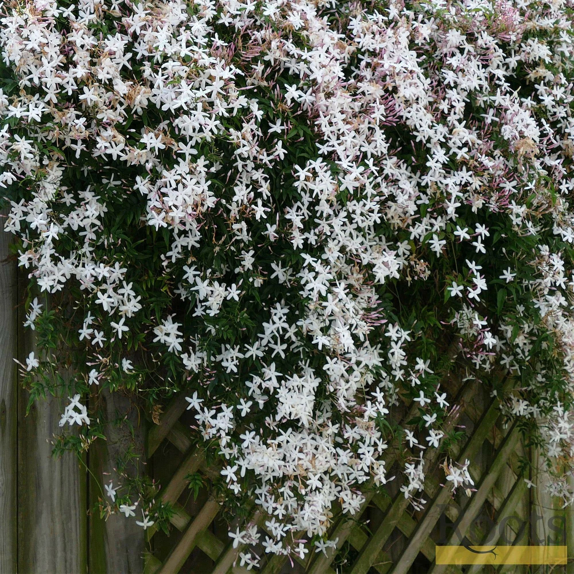 Roots Plants Common Jasmine | Jasminum 'Officinale' | On A 90cm Cane In A 3L Pot 4 Roots Plants Common Jasmine | Jasminum 'Officinale' | On A 90cm Cane In A 3L Pot
