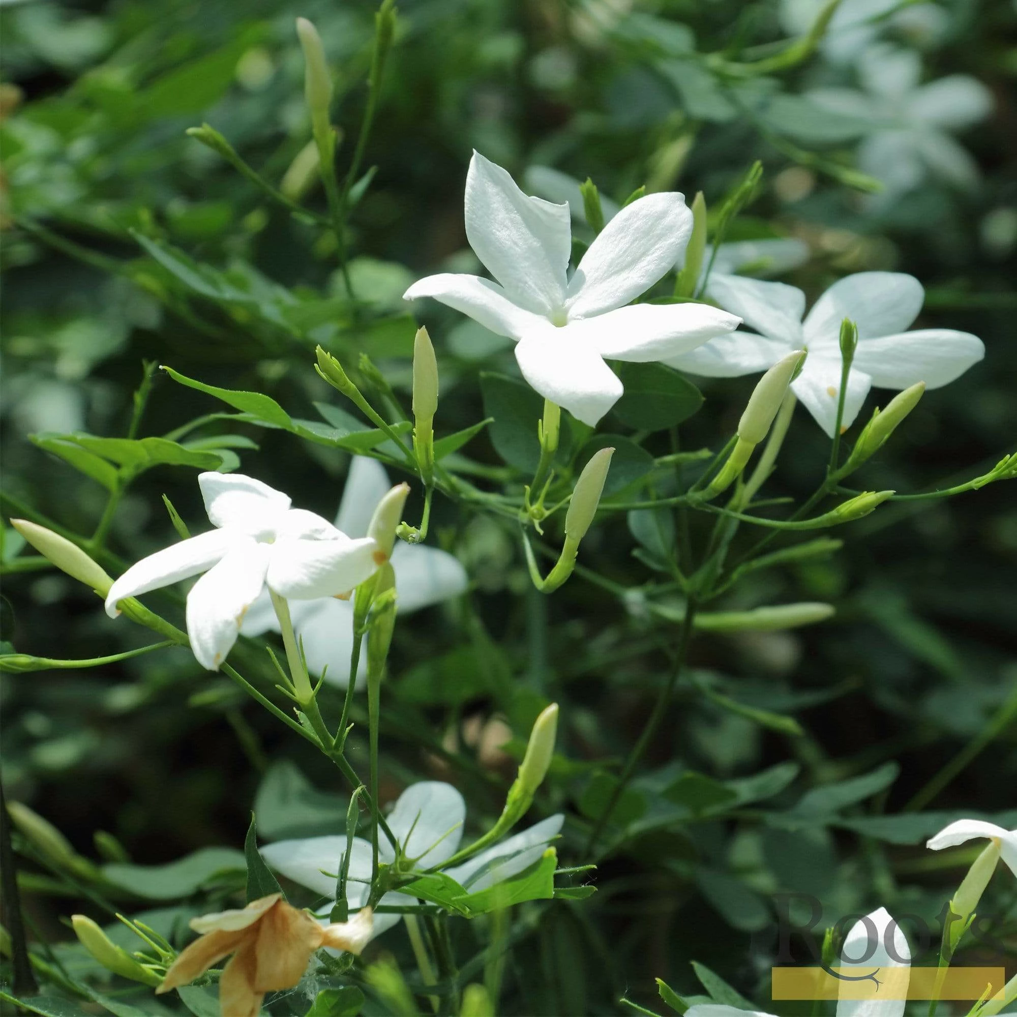 Roots Plants Common Jasmine | Jasminum 'Officinale' | On A 90cm Cane In A 3L Pot 5 Roots Plants Common Jasmine | Jasminum 'Officinale' | On A 90cm Cane In A 3L Pot