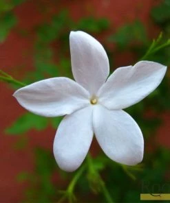 Roots Plants Common Jasmine | Jasminum 'Officinale' | On A 90cm Cane In A 3L Pot 9 Roots Plants Common Jasmine | Jasminum 'Officinale' | On A 90cm Cane In A 3L Pot