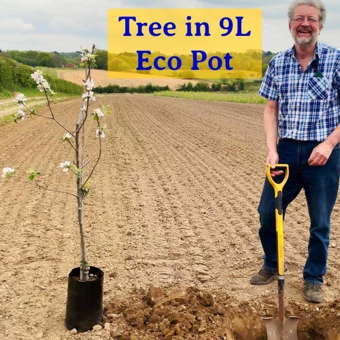 Roots Plants Early Moorpark Apricot Tree Fruits 5 Roots Plants Early Moorpark Apricot Tree Fruits