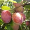 Roots Plants Jubilee Plum Tree Fruits 1 Roots Plants Jubilee Plum Tree Fruits