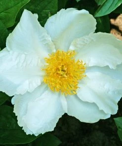 Roots Plants Peony'Krinkled White' | 3L Pot