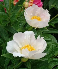 Roots Plants Peony 'Krinkled White' | 3L Pot