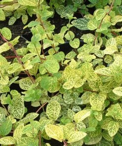 Roots Plants Honeysuckle 'Aureoreticulata' | Lonicera Japonica | On A 90cm Cane In A 3L Pot