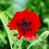 Roots Plants Papaver Orientalis 'Beauty Of Livermere'