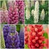 Roots Plants Lupin Legendary Shades Collection | 6 X 1L Pots