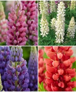 Roots Plants Lupin Legendary Shades Collection | 6 X 1L Pots