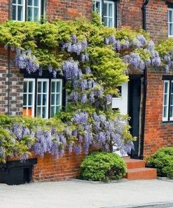 Roots Plants Wisteria Floribunda 'Macrobotrys' | Japanese Wisteria | On A 90cm Cane In A 3L Pot 10 Roots Plants Wisteria Floribunda 'Macrobotrys' | Japanese Wisteria | On A 90cm Cane In A 3L Pot
