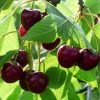 Roots Plants Merchant' Cherry Tree Fruits