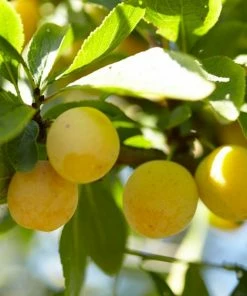 Roots Plants Fruits Mirabelle Golden Sphere' Plum Tree