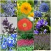 Roots Plants Mixed Flowering Perennial Plants | Extra Value Pack Perennials