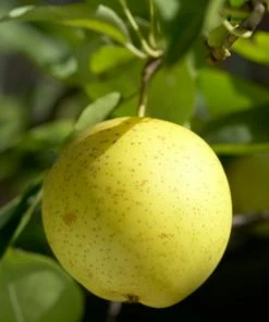 Roots Plants '20th Century' Japanese Pear Tree | Nashi Pear Fruits