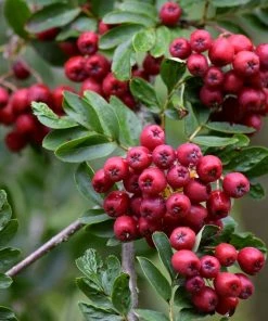 Roots Plants Trees & Shrubs Pink Pagoda Rowan Tree | Sorbus Hupehensis